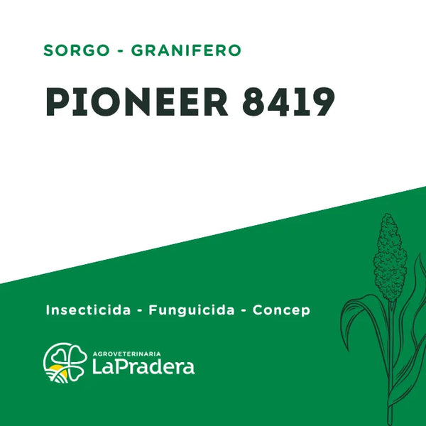 Sorgo Granífero Pioneer 8419