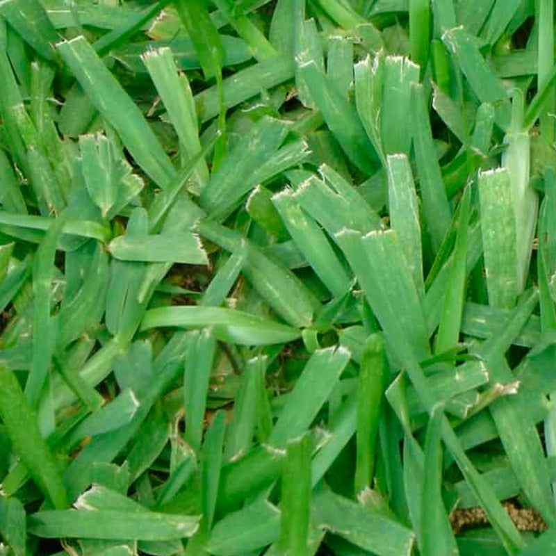 Semilla Césped Axonopus Affinis de Hoja Ancha 500 G