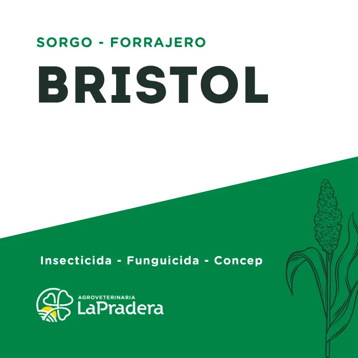 Sorgo Forrajero Bristol