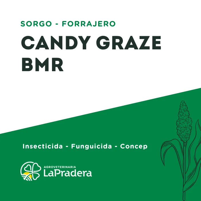 Sorgo Forrajero Candy Graze BMR