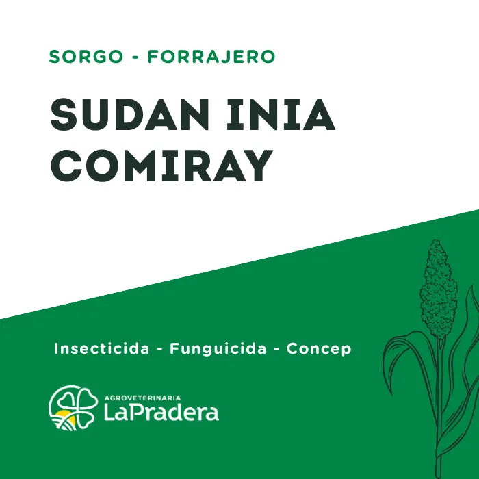 Sudangrass Inia Comiray