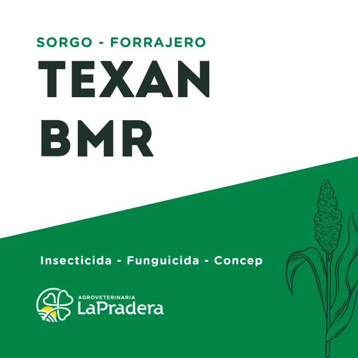 Sorgo Forrajero Texan BMR