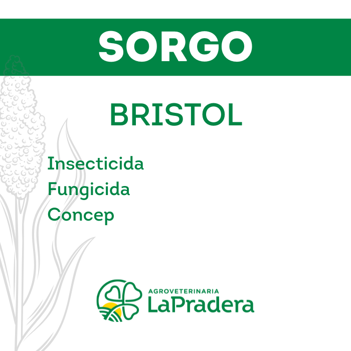 Sorgo BRISTOL