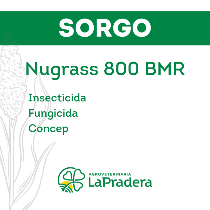 Sorgo Nugrass 800 BMR
