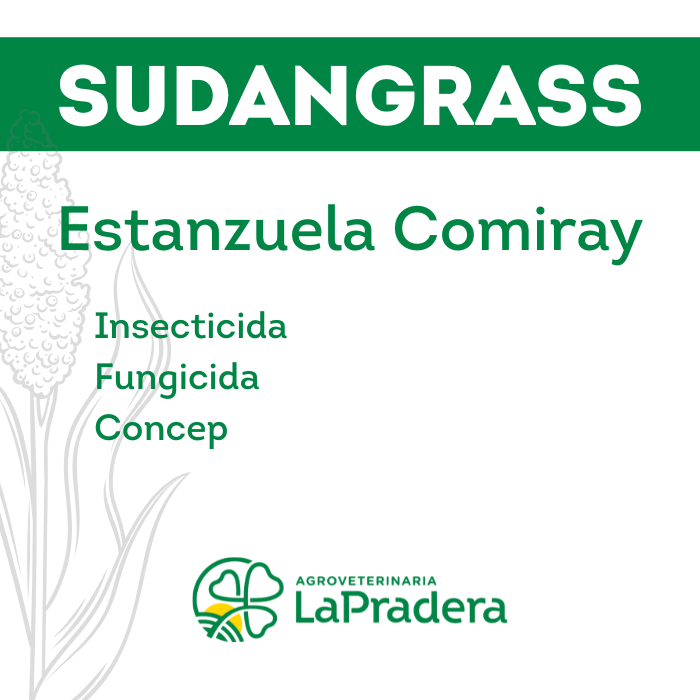 Sudangrass Estanzuela Comiray